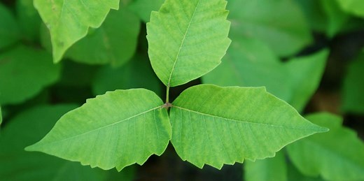 Poison Ivy Make You Itchy? You Might Need to Avoid These 3 Foods
