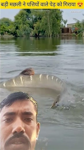 "Caught in the Net — Will the Big Fish 500 kg ##funny #sorts #facts #bugging #islamic #yt#trending