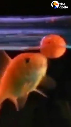 Betta fish learned to jump through hoops! His mom, our producer Carolina, talked to the guy who started the whole fish training craze 💙 You can find more awesome research projects by R2 Fish School on Youtube: thedo.do/R2Fishschool & thedo.do/deanpomerleau. | The Dodo