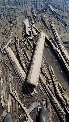 River logging remains #beaverretriever