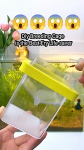 Guppy and platy fry are safe "Fry Life Saver"😱 #fishing | Bettas journey
