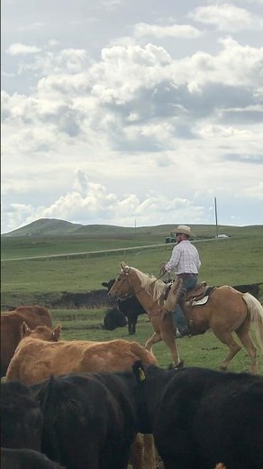 Riding horseback through a herd of cattle on the ranch. #cattledrive #horse #ranchlife #cowboy