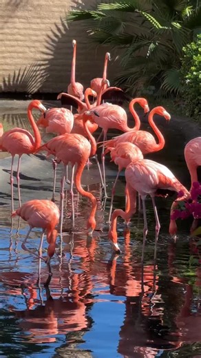 Flamingos, too Fabulous to Fly 🦩 #FlamingoVibes #TooFabulousToFly #BirdDrama #SassyAnimals #FlapButMakeItFashion #FeatheredIcons #comedyreel | Wildlife World Zoo