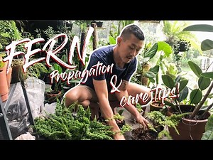 How I propagate fern by root division and casually talk about fern care