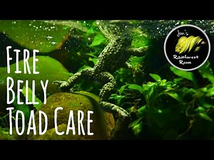 How To Care For Fire Belly Toads - The Perfect First Exotic Pet