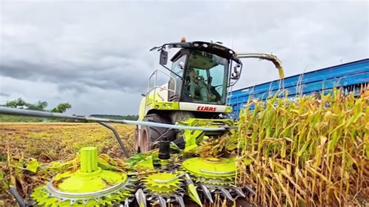 Claas Jaguar 870 forage harvester in action