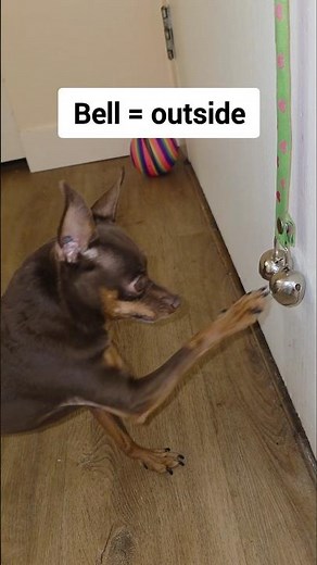 Teach Your Dog to Ring a Bell for Outside