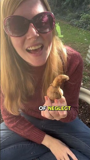 How To Plant Daffodils: The Easiest Bulb For Beginners