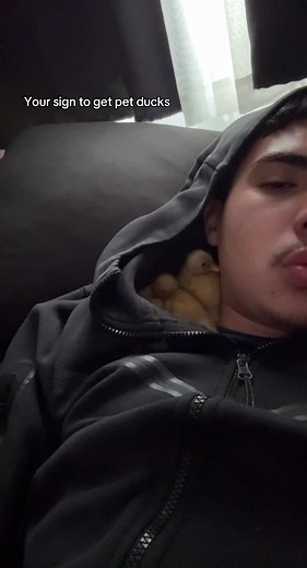 Adopt Cute Baby Ducks as Pets Today!