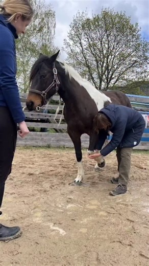 Across barns, expos, and collaborative spaces, this year was filled with meaningful learning, connection, and shared purpose. Each course, partnership, and event reflected the heart of The Masterson Method, where the horse actively participates in the process. What truly made these moments special were the people. Our students, instructors, hosts, and collaborators continue to shape a supportive, global community committed to listening, learning, and doing better for horses. We’re deeply gratefu