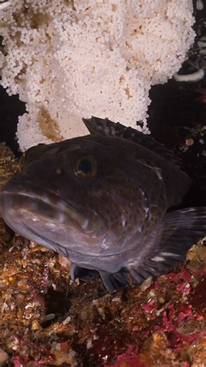 Kolin Hansen | The Protector It’s that time of year again, when giant clusters that look like Styrofoam start appearing in cracks and crevices. But this... | Instagram