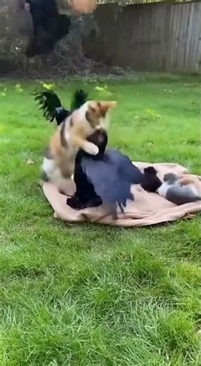 😼🔥 Mama Cat Fights Crows to Save Kittens #Cats #Crows #Brave