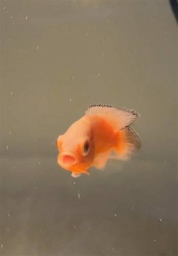 Introducing My Oscar Fish in a 125 Gallon Tank