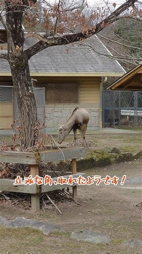 角が取れたんだね#シフゾウ#アスカ#安佐動物公園 #zoo #動物園 #絶滅危惧種 #癒し