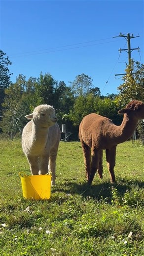 Alpaca Sounds Explained 🦙 | Humming & Clucking with Macchu & Picchu (Byron Bay Farmstay)