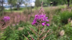 How fireweed offers hope amid B.C.'s worst wildfire summer on record - The Weather Network