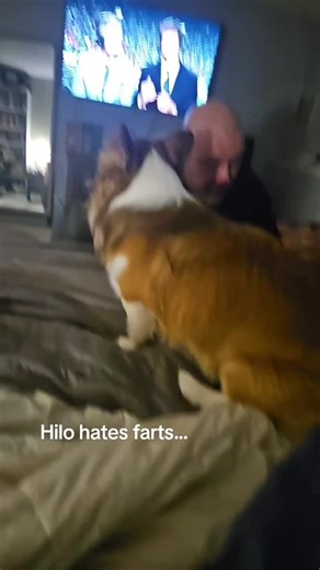 Dogs Reacting to Farts: Hilo's Funny Moment