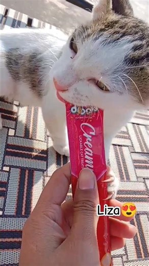arey dada bhook lgi h joro ki 🤤🤤 #shorts #youtubeshorts #cat #viral #catlife