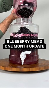 Blueberry mead one month update #mead #homebrewing #fermentation | Golden Hive Mead