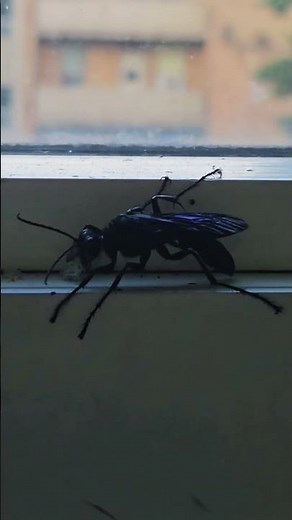 Blue Mud Dauber Wasp – Nature’s Shiny Spider Hunter #wasp #insects #wildlife #nature #canada #fyp