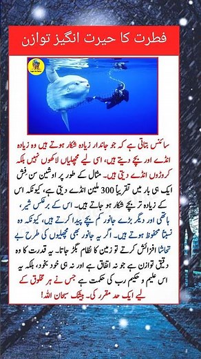 Why Fish Lay Millions of Eggs | Nature’s Perfect Balance Explained