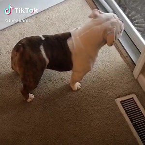 Bulldog Dance 🤣 #bulldog #dance #tiktok | Bulldogss