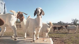 Local farm donation promotes education and community service