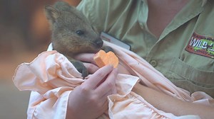 WILD LIFE Sydney Zoo on Reels