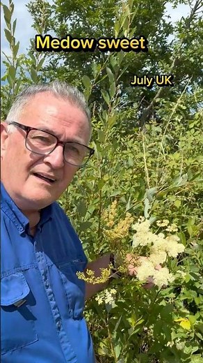 Medow sweet #wildflowers #plants #gardening #gardens #garden