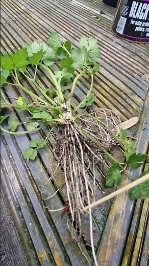 Identification of Creeping Buttercup 🏡