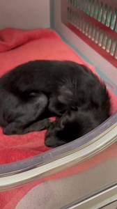 Rescue Dogs Rock NYC on Reels