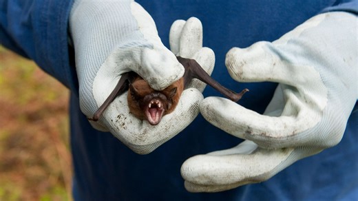 'Brain-inflaming' bat viruses discovered in China risk 'fatal' human spillover