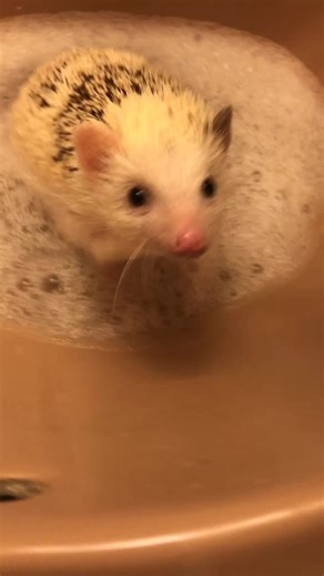 #hedgehog #bath