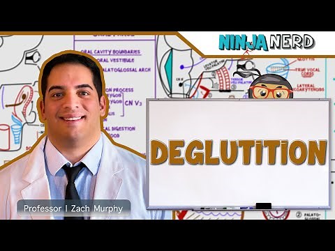 Gastrointestinal | Deglutition (Swallowing)