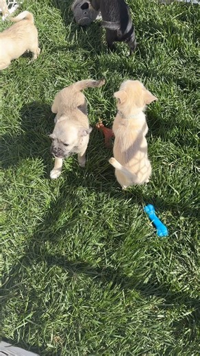 2K views · 100 reactions | Wow check out these cuties! The flower puppies are likely pug/terrier mixes and are available for adoption after 3/26. They will have 2 sets of vaccines and be microchipped. Apply at www.tinypawspugrescue.org | Tiny Paws Pug Rescue | Facebook
