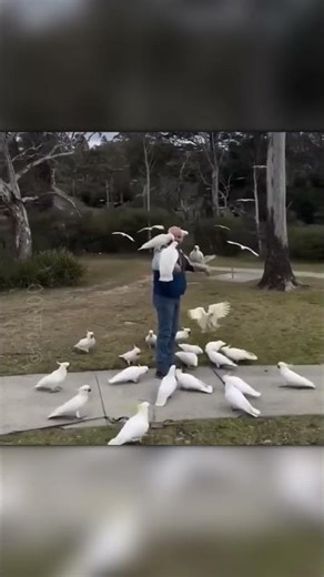 Man Didn’t Expect a Parrot Invasion! 🦜😱