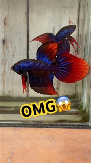 The mystical beauty of wild betta 🐠 #bettafishtank #wildbetta