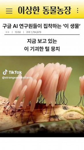 구글 AI연구원들이 집착하는 이 생물