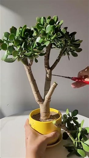 How to Make Your Jade Plant Bushy & Full! 🌳