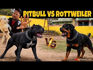 PİTBULL VS ROTTWEILER || PITU VS RATIAA ||