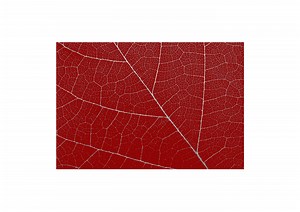 POST MEAT - Fedor Shchepin