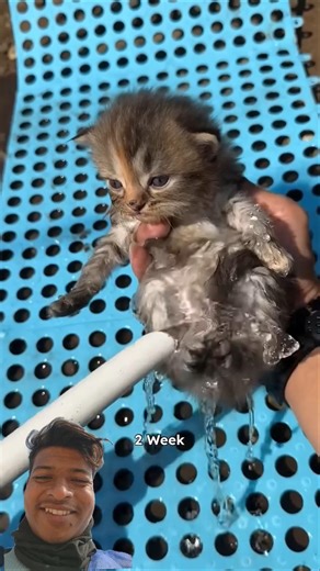 Kitten Growth Timelapse 😻 Day 1 to 3 Months | Cute Cat Transformation