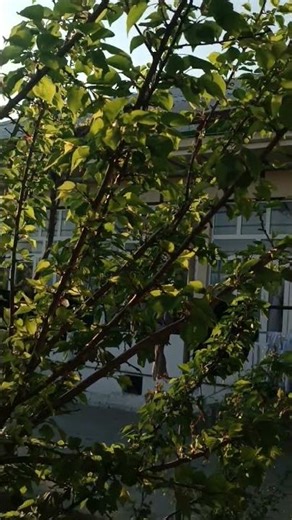 #redmi not 11 pro camera test