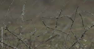 lichen growing on old dead branches in autumn forest. composite organism that arises from algae or cyanobacteria living among filaments of multiple fungi species in a mutualistic relationship. europe