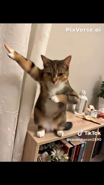 #videoviral #gatostiktok#bailadores #fyp #tiktok #🤣🤣🤣