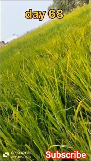 #mind sad farming 😔#kya ho raha hai #dhaan farming 👨‍🌾