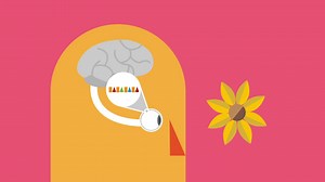 How do we see color?