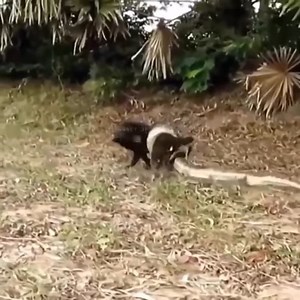 The giant python attacked the poor dog | Love Animals