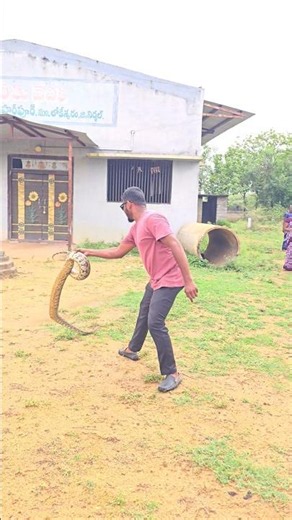 #Indian #Rock python snake rescue
