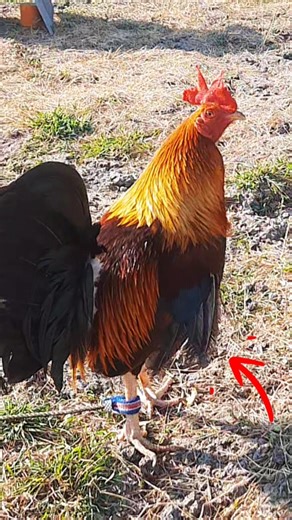 Lemon Hatch with double wings #rooster #chicken #roosterfarm #birds #ayam